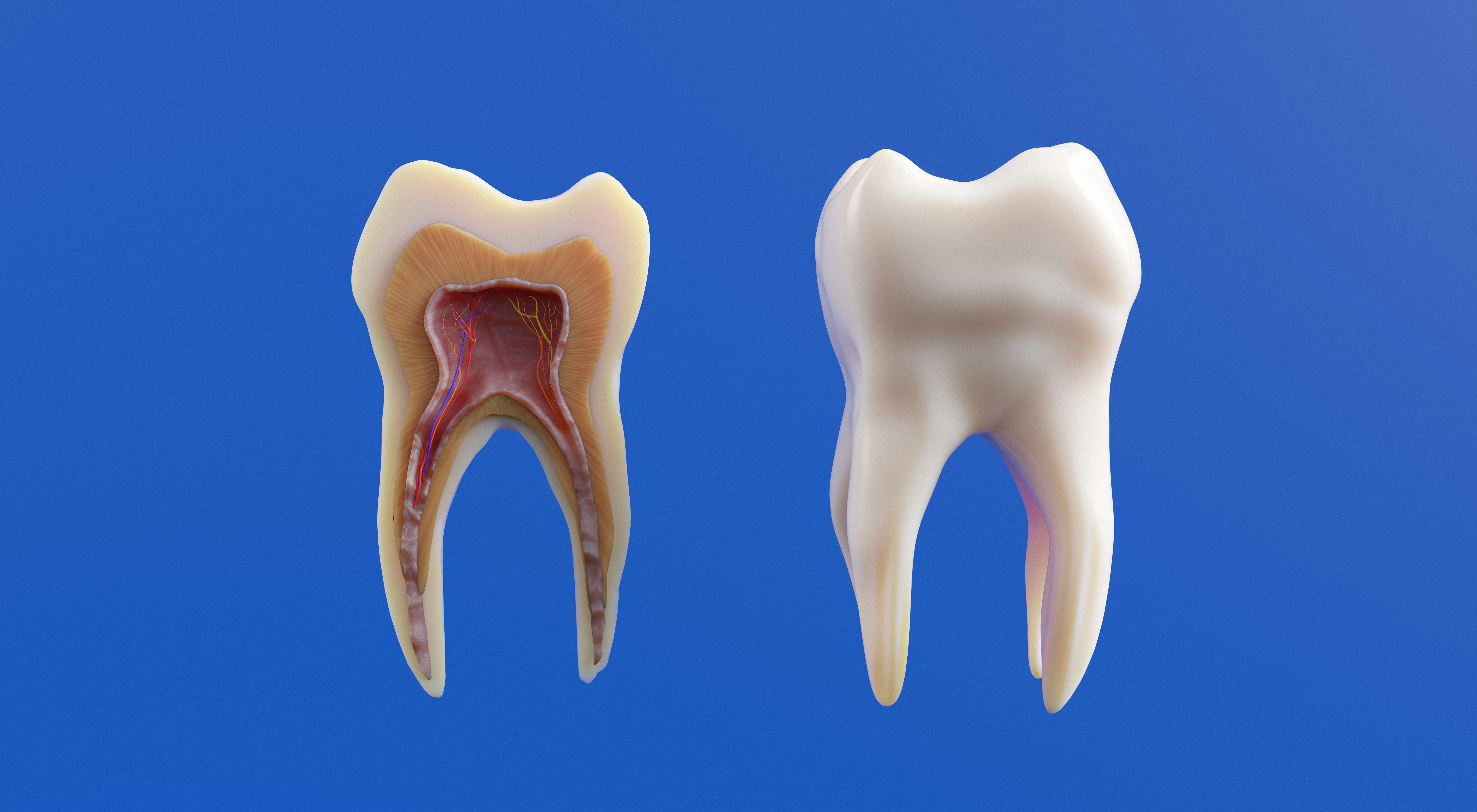 Comparison between a dental implant and a natural tooth